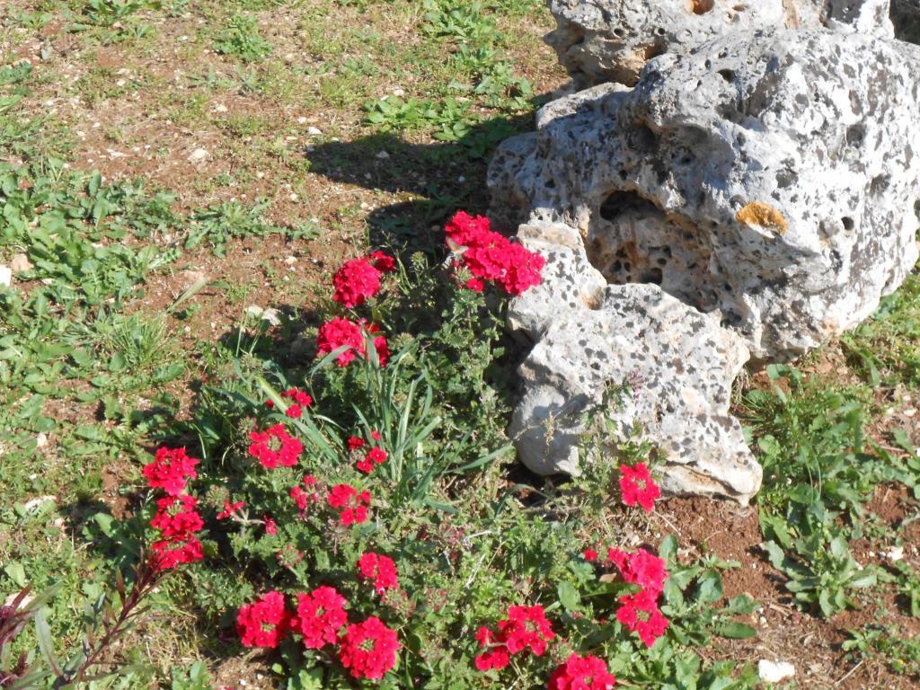La Piccola Masseria Cisternino